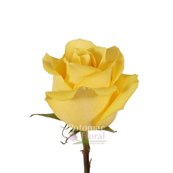 Bulk Rose - Bright Yellow - Minimum 40 cm - Potomac Floral Wholesale